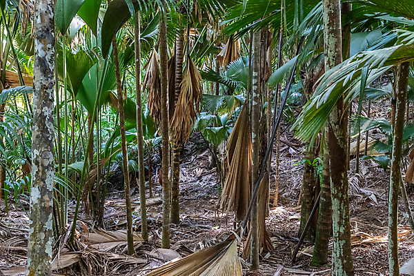 포토 JPG 해외이미지 식물 공원 여행 아프리카 자연 국립공원 손바닥 사람없음 야자수 여행객 인도양 세이셸 보호구역 이국적 해외포토 나무 손 공공시설 나라 바다 사람 생태계 구역 파일형식 이미지허브