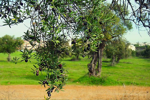 포토 JPG 해외이미지 나무 식물 디자인 계절 문화 음식 백그라운드 컨셉 잎 꽃무늬 밭 농업 다이어트 채소 과일 재료 자연 건강 요리 사람없음 목재 초록색 빛 태양 정원 맑음 검은색 수확 나뭇가지 시골 신선 스페인 숲 지중해 유기농 올리브 질감 내추럴 고립 밭일 숙성 옛날 채식주의자 해외포토 자연요소 웰빙 열매 꽃 유럽 산업 바다 컬러 무늬 날씨 생태계 채식 파일형식 이미지허브