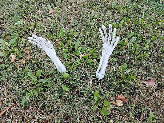 포토 JPG 해외이미지 손가락 뼈 골격 관리 잔디 사람없음 야외 장식 할로윈 잡초 묘사 해외포토 식물 손 파일형식 이미지허브
