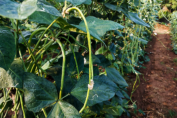 포토 JPG 해외이미지 식물 꽃 음식 백그라운드 잎 밭 농업 다이어트 채소 과일 자연 콩 건강 동양인 사람없음 초록색 물 농작물 농장 정원 보라색 수확 성장 신선 그룹 달콤 먹기 완두콩 포도나무 내추럴 꼬투리 밭일 해외포토 자연요소 산업 컬러 모션 곡류 인종 맛 과일나무 생태계 파일형식 이미지허브