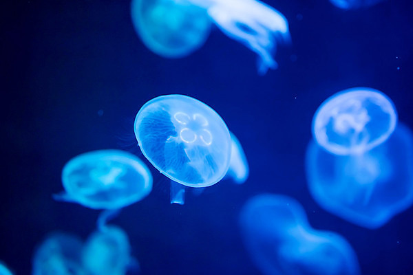 포토 JPG 해외이미지 여러마리 사람없음 파란색 바닷속 수중동물 자포동물 해파리 해외포토 동물 컬러 다수 수중 파일형식 이미지허브