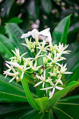 포토 JPG 해외이미지 나무 식물 공원 꽃잎 꽃 아시아 잎 과일 태국 자연 벽지 표면 사람없음 야외 장식 초록색 뷰티 환경 정원 봄 성장 벚꽃 흰색 나뭇가지 신선 독약 개화 허브 오브젝트 유기농 내추럴 해외포토 웰빙 계절 공공시설 나라 컬러 생태계 파일형식 이미지허브