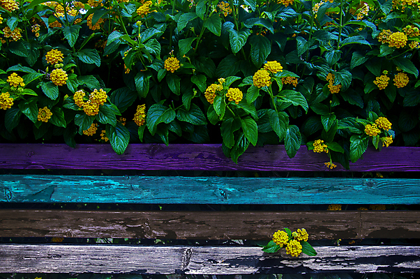 포토 JPG 해외이미지 나무 식물 디자인 공원 꽃 길 백그라운드 잎 꽃무늬 벤치 의자 자연 아침 휴식 거리 잔디 사람없음 야외 목재 장식 초록색 파란색 울타리 컬러풀 햇빛 뷰티 노란색 정원 수확 벚꽃 도시 오솔길 제비꽃 원예 내추럴 오리지널 해외포토 주간 공공시설 컬러 가구 컨셉 무늬 농업 재료 취미 담장 태양 생태계 파일형식 이미지허브