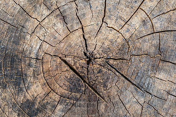 포토 JPG 해외이미지 식물 산업 백그라운드 패턴 유적 자연 탁자 표면 추상 건조 사람없음 목재 갈색 어둠 손상 회색 수확 반지 원형 거친 센터 균열 정상 숲 장작 자르기 질감 섬유 잡동사니 내추럴 고체 수목 옛날 카피스페이스 효과 해외포토 도형 나무 전통 컬러 가구 컨셉 무늬 농업 재료 장신구 모션 공백 직물 생태계 파일형식 이미지허브
