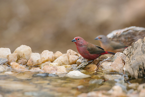 포토 JPG 해외이미지 동물 커플 여자 남자 야생동물 2 아프리카 자연 조류 국립공원 사람없음 가로 관광지 보호 사파리 남아프리카 보츠와나 보호구역 해외포토 공원 나라 여행 컨셉 관계 사람 생태계 구역 파일형식 이미지허브