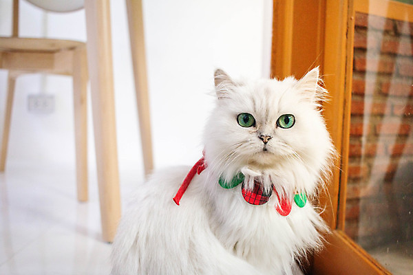 포토 JPG 해외이미지 동물 1 응시 행복 얼굴 백그라운드 장난 포유류 휴식 주택 털 건강 사람없음 반려동물 귀여움 고양이 놀람 줄무늬 카페 회색 흰색 표현 잠 오픈 작음 모피 호기심 얼룩무늬 솜털 고립 기르기 해외포토 시선 감정 컬러 컨셉 무늬 표정 건물 신체부위 상점 크기 돌봄 파일형식 이미지허브