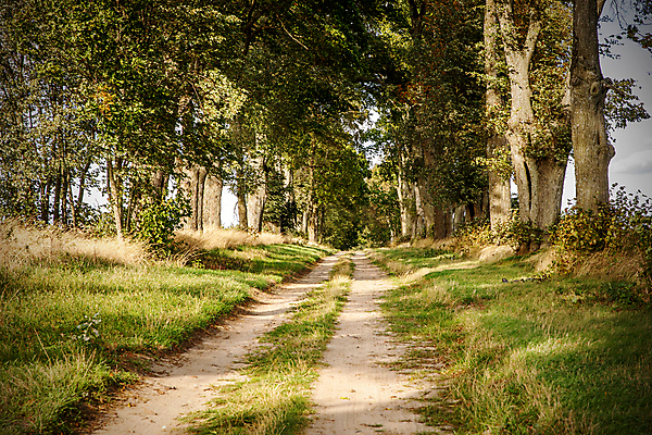 포토 JPG 해외이미지 나무 유럽 도로 길 섬 밭 자국 자연 매달리기 이끼 사람없음 야외 목재 초록색 컬러풀 햇빛 태양 농가 농장 농경지 일출 계곡 맑음 침묵 일몰 봄 산책 안개 시골 숲 땅 먼지 지역 옛날 오지 수평선 해외포토 자연요소 식물 계절 나라 컬러 농업 재료 교통시설 모션 날씨 휴식 노을 소리 생태계 파일형식 이미지허브