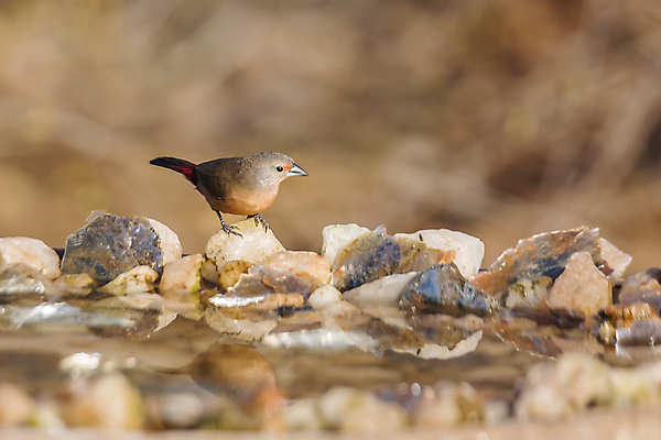 포토 JPG 해외이미지 동물 여자 야생동물 아프리카 자연 조류 국립공원 사람없음 가로 관광지 보호 사파리 남아프리카 보츠와나 보호구역 해외포토 공원 나라 여행 컨셉 사람 생태계 구역 파일형식 이미지허브