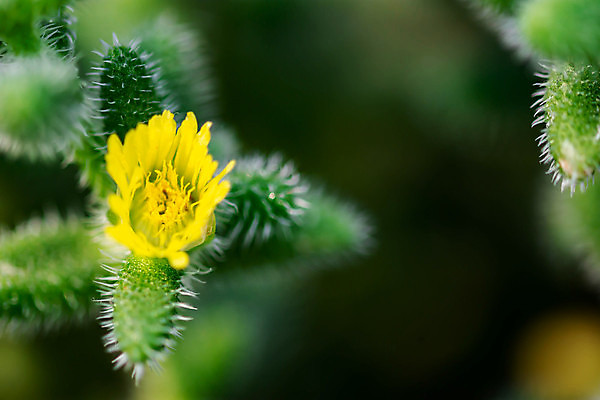 포토 JPG 해외이미지 식물 꽃 백그라운드 잎 꽃무늬 패턴 자연 선인장 건조 사람없음 장식 빨간색 초록색 뷰티 노란색 정원 사막 성장 벚꽃 흰색 개화 가시 닫기 위험 척추 묘사 날카로움 스파이크 내추럴 고립 해외포토 컬러 컨셉 무늬 모션 뼈 생태계 파일형식 이미지허브