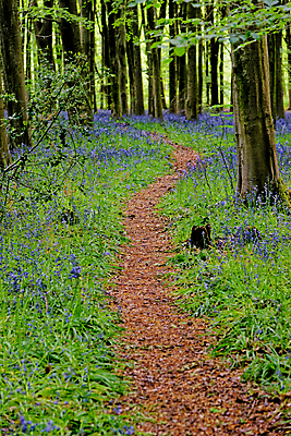 포토 JPG 해외이미지 나무 식물 계절 꽃 길 야생동물 여행 백그라운드 잎 자연 영국 잉글랜드 풍경 사람없음 야외 목재 파란색 빛 환경 보라색 봄 성장 시골 황무지 숲 내추럴 블루벨 삼림지대 해외포토 동물 유럽 컬러 재료 생태계 파일형식 이미지허브