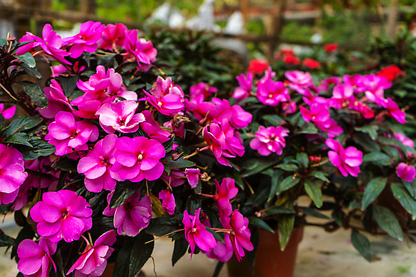 포토 JPG 해외이미지 식물 계절 꽃잎 꽃 분홍색 백그라운드 잎 꽃무늬 자연 새로움 사람없음 야외 장식 빨간색 초록색 컬러풀 뷰티 정원 보라색 봄 활발 들꽃 성장 벚꽃 개화 냄비 원예 내추럴 영원 해외포토 컬러 컨셉 무늬 취미 솥 생태계 파일형식 이미지허브