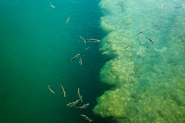 포토 JPG 해외이미지 동물 디자인 호수 야생동물 바다 여행 백그라운드 자연 낚시 어류 풍경 사람없음 야외 초록색 물 파란색 강 컬러풀 농장 반사 수중 수영 연못 신선 그룹 생태계 질감 인도양 리빙 내추럴 민물 생태학 이국적 많음 해외포토 자연요소 교육 컬러 컨셉 농업 레저 수중동물 수상스포츠 파일형식 이미지허브