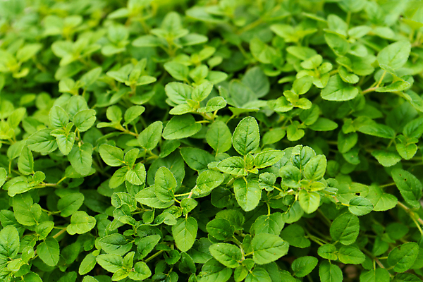 포토 JPG 해외이미지 식물 음식 백그라운드 잎 패턴 농업 채소 재료 자연 요리 사람없음 야외 초록색 약 정원 봄 성장 나뭇가지 시골 신선 양념 조미료 닫기 다발 지중해 허브 향신료 유기농 원예 질감 날것 아로마 향 내추럴 오레가노 채식주의자 해외포토 나무 웰빙 계절 산업 바다 컬러 무늬 의학 모션 취미 생태계 채식 향미료 파일형식 이미지허브