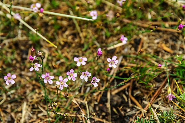 포토 JPG 해외이미지 구름 공원 꽃 유럽 백그라운드 자연 산 풍경 사람없음 여름 컬러풀 검은색 이탈리아 하이킹 흐름 바위 정상 폭발 지중해 언덕 화산 장면 분화구 용암 내추럴 재 전국 절정 지질학 해외포토 자연요소 식물 계절 공공시설 교육 나라 바다 컬러 컨셉 레저 돌_바위 생태계 파일형식 이미지허브