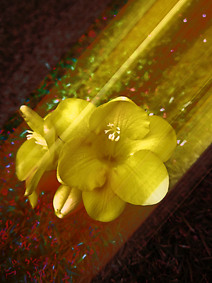 포토 JPG 해외이미지 식물 템플릿 디자인 계절 꽃 포스터 꽃다발 백그라운드 꽃무늬 패턴 농업 자연 벽지 추상 미술 사람없음 야외 아웃포커스 초록색 뷰티 약 노란색 환경 정원 맑음 봄 선택 소프트포커스 인쇄 원예 데이지 엽서 화단 부드러움 내추럴 구성 블러 생태학 캐모마일 효과 해외포토 교육 산업 컬러 컨셉 무늬 의학 날씨 문화예술 촬영기법 취미 감각 편지 허브 생태계 파일형식 이미지허브