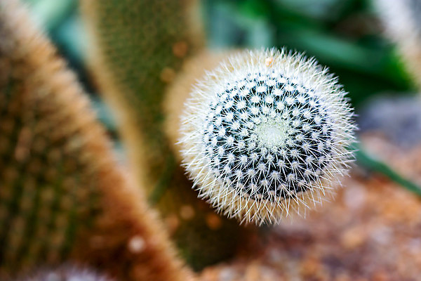 포토 JPG 해외이미지 모양 식물 꽃 지구 줄기 백그라운드 잎 꽃무늬 패턴 자연 선인장 건조 사람없음 장식 초록색 여름 뷰티 정원 사막 성장 흰색 원형 가시 닫기 위험 작음 척추 묘사 질감 날카로움 스파이크 내추럴 고립 이국적 해외포토 도형 계절 컬러 컨셉 무늬 모션 뼈 크기 생태계 파일형식 이미지허브