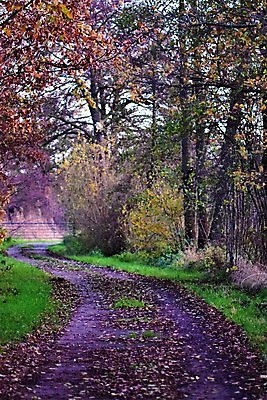 포토 JPG 해외이미지 나무 계절 도로 길 단풍 잎 농업 곡선 자연 그림자 사람없음 야외 햇빛 농장 침묵 고요 나뭇가지 시골 대문 해외포토 식물 산업 선 교통시설 태양 문 소리 생태계 파일형식 이미지허브