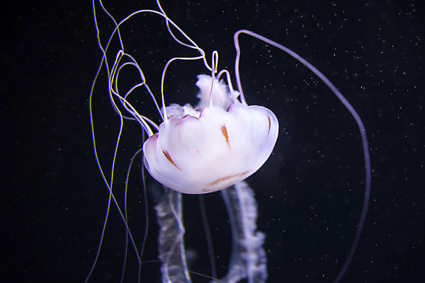 포토 JPG 해외이미지 한마리 사람없음 바닷속 수중동물 자포동물 해파리 해외포토 동물 1 수중 파일형식 이미지허브