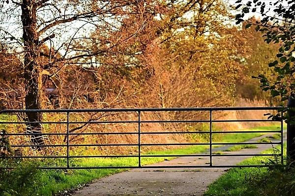 포토 JPG 해외이미지 나무 계절 도로 길 잎 농업 자연 그림자 사람없음 야외 햇빛 농장 시골 대문 해외포토 식물 산업 교통시설 태양 문 생태계 파일형식 이미지허브