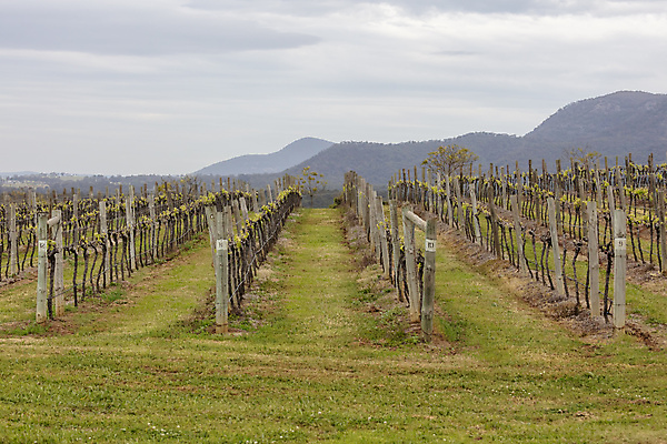 포토 JPG 해외이미지 음료 선 음식 여행 농업 자연 하늘 포도 사람없음 야외 초록색 갈색 환경 와인 계곡 회색 호주 언덕 원예 포도밭 해외포토 산업 컬러 밭 과일 주류 취미 오세아니아 생태계 파일형식 이미지허브