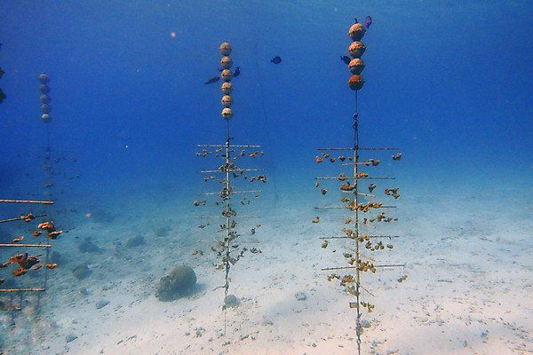 포토 JPG 해외이미지 동물 야생동물 모래 바다 여행 패턴 자연 열쇠 휴가 풍경 사람없음 물 파란색 컬러풀 바닷속 수중 스노클링 산호 뇌 다이빙 부드러움 암초 리빙 대서양 무료 바하마 밭일 이국적 플로리다 해외포토 자연요소 컬러 무늬 수영 미국 수상스포츠 감각 자포동물 생태계 수중스포츠 파일형식 이미지허브