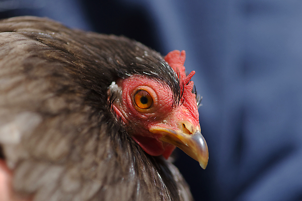포토 JPG 해외이미지 동물 계절 여자 얼굴 조류 건강 사람없음 야외 옆모습 빨간색 반려동물 컬러풀 햇빛 농장 머리 맑음 치킨 가축 활발 회색 잡기 머리빗 닫기 작음 깃털 묘사 부리 기르기 암탉 특별함 해외포토 뷰포인트 컬러 컨셉 농업 모션 날씨 사람 신체부위 태양 미용용품 닭 크기 암컷 닭고기요리 돌봄 파일형식 이미지허브