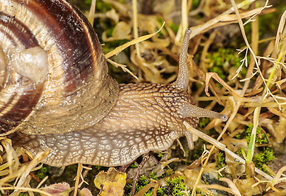 포토 JPG 해외이미지 주간 한마리 근접촬영 사람없음 야외 땅 기어가기 해외포토 자연요소 1 뷰포인트 모션 파일형식 이미지허브