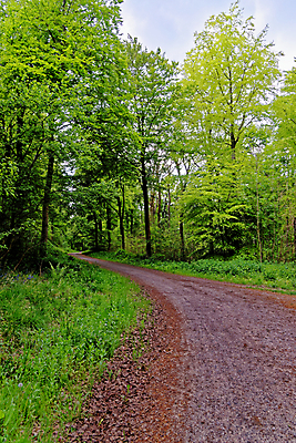 포토 JPG 해외이미지 나무 식물 계절 꽃 길 야생동물 여행 백그라운드 잎 자연 영국 잉글랜드 사람없음 야외 목재 파란색 빛 환경 보라색 봄 성장 시골 황무지 숲 내추럴 블루벨 삼림지대 해외포토 동물 유럽 컬러 재료 생태계 파일형식 이미지허브