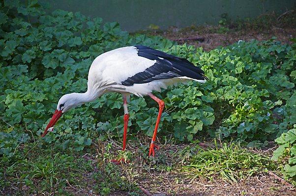 포토 JPG 해외이미지 동물 응시 공원 유럽 야생동물 음식 밭 날개 자연 조류 동물원 어류 서기 사람없음 야외 빨간색 초록색 여름 반사 걷기 환경 검은색 흰색 연못 강가 먹이 어부 왜가리 깃털 싱글 사냥 부리 서식지 내추럴 동물상 땅바닥 수유 황새 해외포토 직업 시선 계절 공공시설 나라 컬러 농업 모션 바닥 강 조형물 수중동물 생태계 파일형식 이미지허브