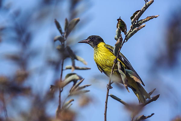 포토 JPG 해외이미지 동물 야생동물 아프리카 청소년 자연 조류 국립공원 사람없음 가로 관광지 노란색 보호 사파리 남아프리카 보츠와나 보호구역 해외포토 공원 나라 컬러 여행 컨셉 사람 생태계 구역 파일형식 이미지허브