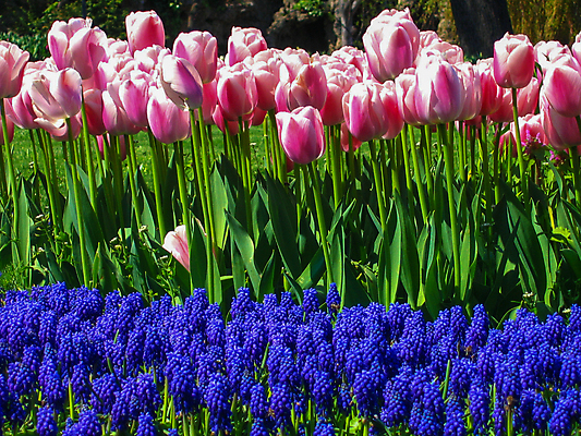 포토 JPG 해외이미지 나무 식물 구름 계절 꽃 단풍 잎 자연 하늘 아침 휴가 풍경 잔디 사람없음 야외 초록색 여름 햇빛 태양 노란색 일출 환경 맑음 황혼 일몰 봄 벚꽃 야간 숲 원예 조경 화단 해외포토 주간 자연요소 컬러 날씨 취미 노을 생태계 파일형식 이미지허브
