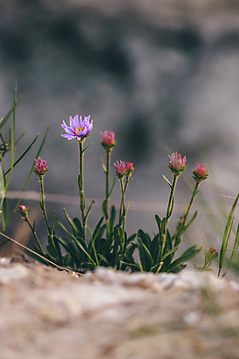 포토 JPG 해외이미지 식물 꽃 줄기 분홍색 백그라운드 잎 자연 산 사람없음 야외 초록색 햇빛 뷰티 일출 정원 보라색 황혼 일몰 봄 들꽃 성장 벚꽃 돌산 향기 라일락 카피스페이스 해외포토 계절 컬러 태양 노을 공백 생태계 냄새 파일형식 이미지허브