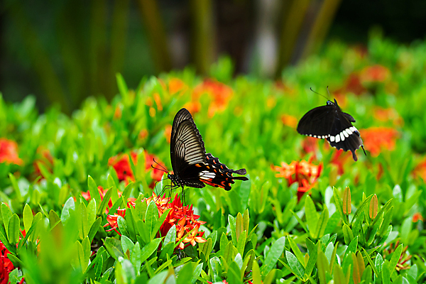포토 JPG 해외이미지 식물 동물 꽃 야생동물 나비 곤충 백그라운드 날개 자연 생물 안테나 사람없음 야외 초록색 여름 파란색 컬러풀 뷰티 정원 일본 검은색 봄 활발 황무지 닫기 벌레 수분 묘사 꿀 내추럴 강렬 동물상 해외포토 계절 아시아 컬러 컨셉 통신 모션 조형물 생태계 파일형식 이미지허브