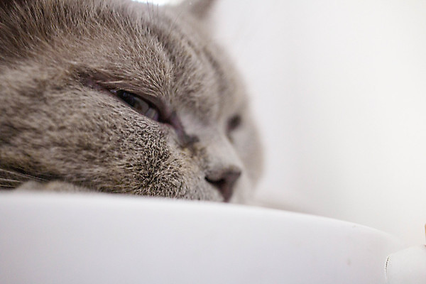 포토 JPG 해외이미지 동물 1 응시 행복 얼굴 백그라운드 장난 포유류 휴식 주택 털 건강 사람없음 반려동물 귀여움 고양이 놀람 줄무늬 카페 회색 흰색 표현 잠 오픈 작음 모피 호기심 얼룩무늬 솜털 고립 기르기 해외포토 시선 감정 컬러 컨셉 무늬 표정 건물 신체부위 상점 크기 돌봄 파일형식 이미지허브