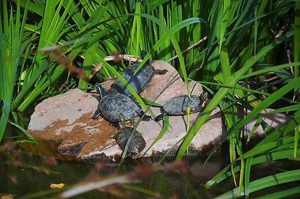 포토 JPG 해외이미지 나무 동물 야생동물 모래 파도 바다 섬 백그라운드 잎 파충류 자연 휴가 사람없음 초록색 물 파란색 갈색 노란색 환경 흰색 나뭇가지 잡초 황무지 거북이 큼 사인 그림 하와이 뿌리 느림 폴리네시아 거인 내추럴 옛날 울퉁불퉁 이국적 해외포토 자연요소 식물 컬러 미국 오세아니아 크기 생태계 파일형식 이미지허브