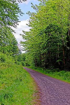 포토 JPG 해외이미지 나무 식물 계절 꽃 길 야생동물 여행 백그라운드 잎 자연 영국 잉글랜드 풍경 사람없음 야외 목재 파란색 빛 환경 보라색 봄 성장 시골 황무지 숲 내추럴 블루벨 삼림지대 해외포토 동물 유럽 컬러 재료 생태계 파일형식 이미지허브