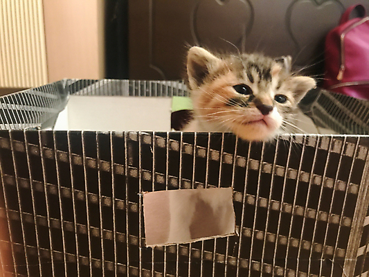 포토 JPG 해외이미지 동물 한마리 라이프스타일 응시 새끼 장난 자연 주택 털 앉기 사람없음 야외 아웃포커스 초록색 반려동물 뷰티 걷기 맑음 검은색 고양이 가축 흰색 도시 작음 호기심 송곳니 양발 해외포토 1 시선 감정 컬러 컨셉 포유류 모션 날씨 촬영기법 건물 생활 치아 크기 생태계 파일형식 이미지허브