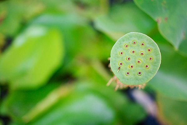 포토 JPG 해외이미지 식물 계절 꽃 아시아 음식 백그라운드 잎 채소 재료 자연 건강 연꽃 요리 씨앗 동양인 사람없음 야외 초록색 물 약 맑음 벚꽃 신선 그룹 백합 인도인 유기농 질감 날것 내추럴 샤워실 해외포토 자연요소 외국인 웰빙 나라 컬러 의학 날씨 인종 생태계 샤워시설 파일형식 이미지허브