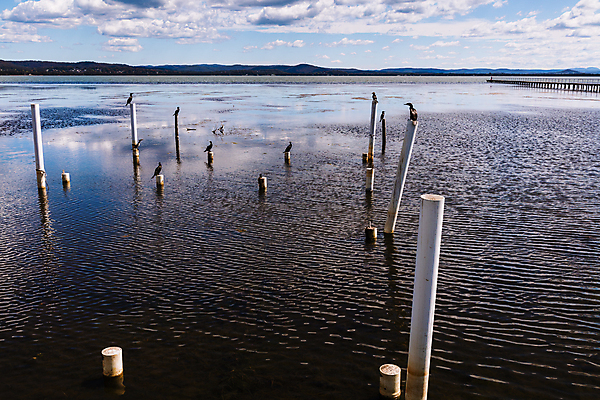 포토 JPG 해외이미지 동물 호수 야생동물 모래 바다 여행 자연 조류 휴식 앉기 사람없음 야외 목재 초록색 물 파란색 반사 갈색 환경 흰색 저수지 호주 깃털 방파제 암초 주입구 해외포토 자연요소 나무 공공시설 컬러 컨셉 재료 모션 오세아니아 생태계 파일형식 이미지허브