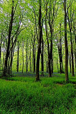 포토 JPG 해외이미지 나무 식물 계절 꽃 길 야생동물 여행 백그라운드 잎 자연 영국 잉글랜드 풍경 사람없음 야외 목재 파란색 빛 환경 보라색 봄 성장 시골 황무지 숲 내추럴 블루벨 삼림지대 해외포토 동물 유럽 컬러 재료 생태계 파일형식 이미지허브