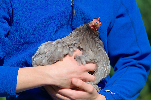 포토 JPG 해외이미지 동물 응시 계절 여자 얼굴 조류 생물 건강 사람없음 야외 빨간색 반려동물 햇빛 농장 머리 치킨 가축 회색 잡기 머리빗 닫기 작음 깃털 묘사 즐거움 호기심 부리 기르기 암탉 특별함 해외포토 시선 감정 컬러 컨셉 농업 모션 사람 신체부위 태양 미용용품 닭 크기 암컷 닭고기요리 돌봄 파일형식 이미지허브