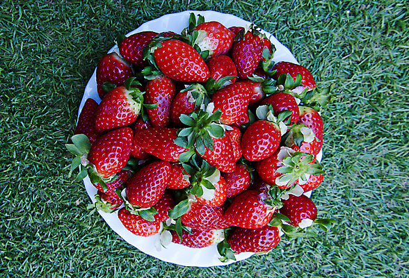 포토 JPG 해외이미지 라이프스타일 접시 계절 열매 음식 백그라운드 잎 채소 과일 자연 탁자 딸기 디저트 주택 건강 사람없음 야외 목재 빨간색 초록색 빛 농장 정원 수확 흰색 침대 신선 그룹 사발 달콤 맛 아침식사 큼 먹기 유기농 질감 날것 내추럴 숙성 해외포토 나무 식물 식기 웰빙 컬러 가구 컨셉 농업 재료 모션 건물 생활 식사 사기그릇 크기 생태계 파일형식 이미지허브