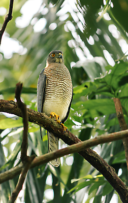 포토 JPG 해외이미지 나무 동물 야생동물 자연 조류 앉기 사람없음 야외 초록색 뷰티 갈색 환경 회색 나뭇가지 숲 먹이 깃털 부리 슛 육식동물 사냥꾼 서식지 경보 공격적 포식 해외포토 식물 직업 컬러 컨셉 모션 생태계 파일형식 이미지허브