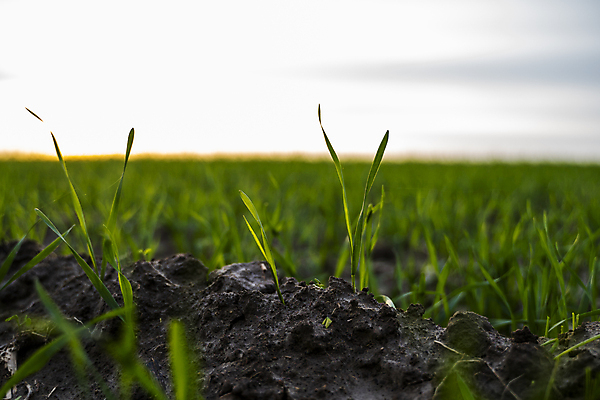 포토 JPG 해외이미지 식물 계절 음식 잎 밭 농업 자연 건강 옥수수 씨앗 사람없음 초록색 농작물 농장 농경지 새싹 흙 봄 성장 시골 상품 이슬 낟알 땅 시리얼 밀 허브 유기농 원예 먼지 내추럴 땅바닥 모종 밭일 생태학 줄서기 호밀 세련 귀리 해외포토 웰빙 교육 산업 컬러 모션 곡류 바닥 취미 생태계 파일형식 이미지허브