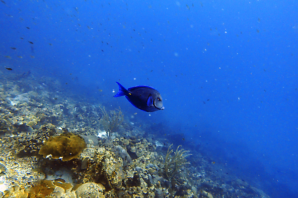 포토 JPG 해외이미지 동물 야생동물 모래 바다 여행 자연 열쇠 휴가 어류 풍경 사람없음 물 파란색 컬러풀 노란색 여행객 바닷속 수중 의사 스노클링 산호 호기심 다이빙 암초 수족관 리빙 대서양 무료 바하마 이국적 이발사 플로리다 해외포토 자연요소 감정 컬러 컨셉 사람 수영 미국 수중동물 의료진 수상스포츠 자포동물 생태계 수중스포츠 파일형식 이미지허브