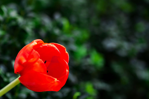 포토 JPG 해외이미지 식물 계절 꽃잎 꽃 분홍색 꽃다발 백그라운드 잎 꽃무늬 패턴 밭 자연 추상 부활절 선물 미술 사람없음 장식 빨간색 초록색 여름 빛 컬러풀 뷰티 노란색 정원 맑음 봄 튤립 벚꽃 신선 개화 소프트포커스 엽서 부드러움 내추럴 블러 해외포토 기념일 컬러 무늬 농업 날씨 문화예술 촬영기법 감각 편지 생태계 파일형식 이미지허브
