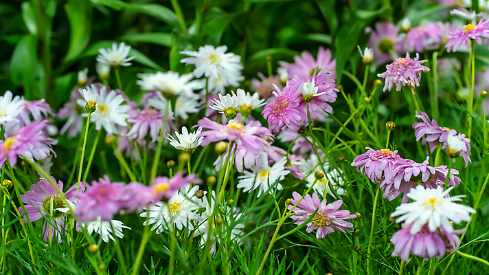 포토 JPG 해외이미지 나무 식물 꽃 분홍색 백그라운드 잎 꽃무늬 자연 해바라기 사랑 미술 사람없음 야외 초록색 뷰티 정원 보라색 벚꽃 흰색 신선 개화 숲 향기 광택 내추럴 인기 스타일 해외포토 감정 컬러 무늬 문화예술 생태계 냄새 파일형식 이미지허브
