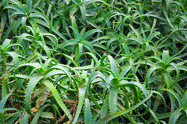 포토 JPG 해외이미지 식물 손 디자인 꽃 화초 백그라운드 잎 꽃무늬 일러스트 자연 추상 선인장 미술 사람없음 그래픽 장식 초록색 세트 정원 봄 사막 성장 흰색 신선 낙서 냄비 만화 수집 그림 내추럴 고립 알로에 엘리먼트 이국적 스타일 해외포토 계절 컬러 무늬 문화예술 신체부위 솥 생태계 파일형식 이미지허브