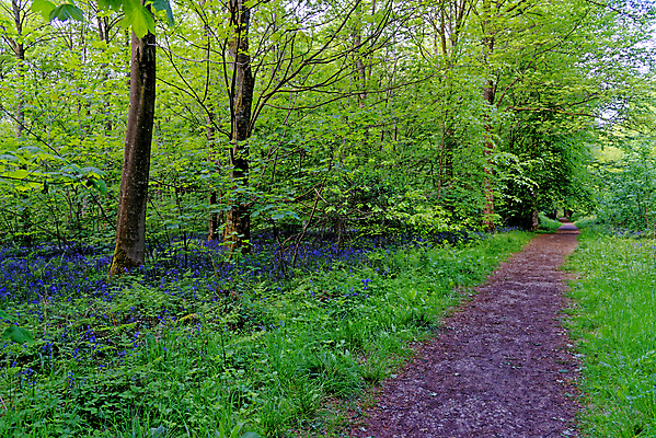 포토 JPG 해외이미지 나무 식물 계절 꽃 길 야생동물 여행 백그라운드 잎 자연 영국 잉글랜드 풍경 사람없음 야외 목재 파란색 빛 환경 보라색 봄 성장 시골 황무지 숲 내추럴 블루벨 삼림지대 해외포토 동물 유럽 컬러 재료 생태계 파일형식 이미지허브