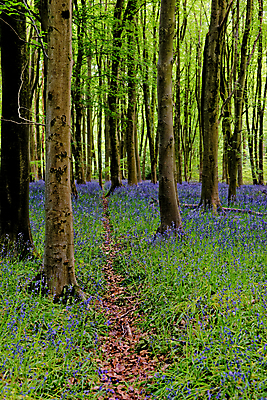 포토 JPG 해외이미지 나무 식물 계절 꽃 길 야생동물 여행 백그라운드 잎 자연 영국 잉글랜드 풍경 사람없음 야외 목재 파란색 빛 환경 보라색 봄 성장 시골 황무지 숲 내추럴 블루벨 삼림지대 해외포토 동물 유럽 컬러 재료 생태계 파일형식 이미지허브